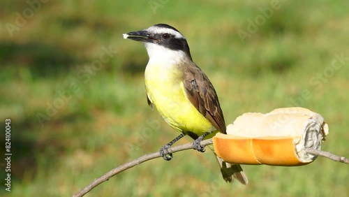 bird of species Pitangus sulphuratus or benteveo perched on a branch, holding a piece of bread in its beak. photo