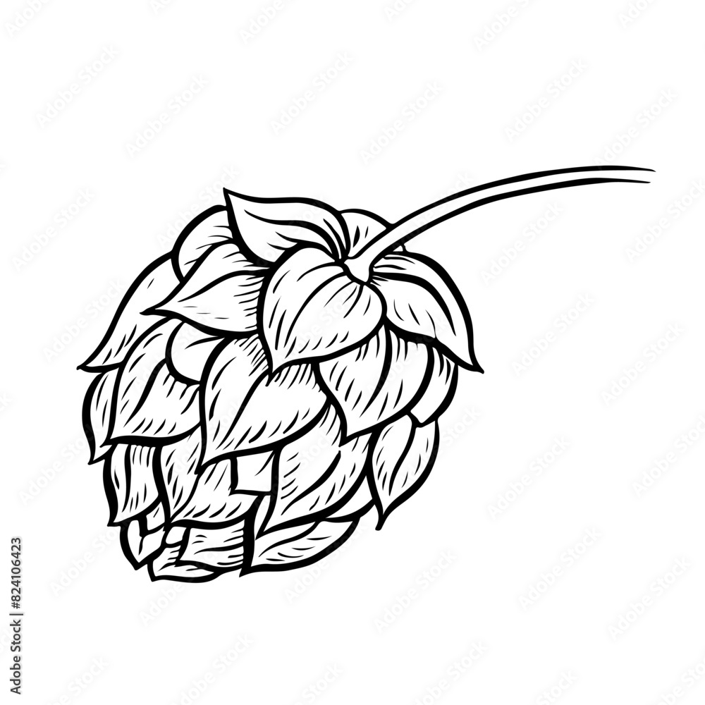 Cone of hop. A vector black-and-white hand-drawn illustration highlighted on a white background. Design elements for pub or restaurant menus, label and poster, logo and packaging Cone of hop. A vector black-and-white hand-drawn illustration highlighted on a white background. Design elements for pub or restaurant menus, label and poster, logo and packaging