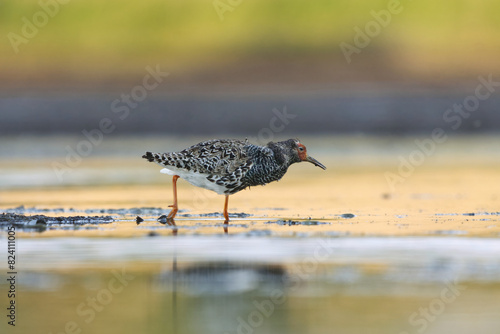 Ruff (Calidris pugnax) male feeding in the wetlands in summer.	
