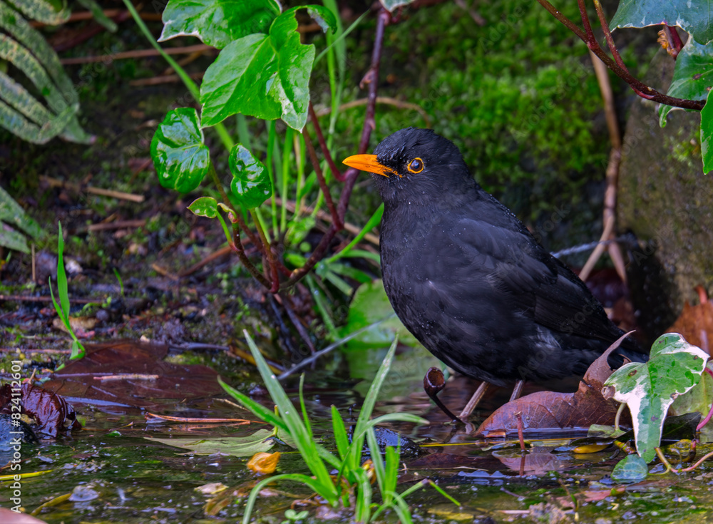 Obraz premium winged blackbird