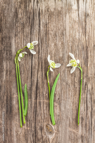 Double Galanthus  snowdrops   Flore Pleno and Hippolyta.