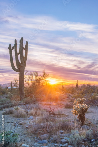 Arizona, Scottsdale. McDowell Sonoran Preserve, Saguaro sunset photo