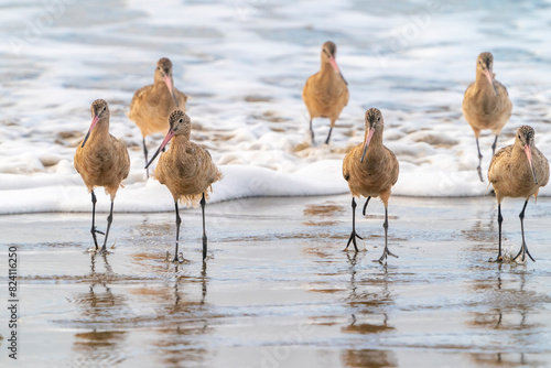 USA, California, Morro Bay. Marbled godwits in shore wave surf. photo