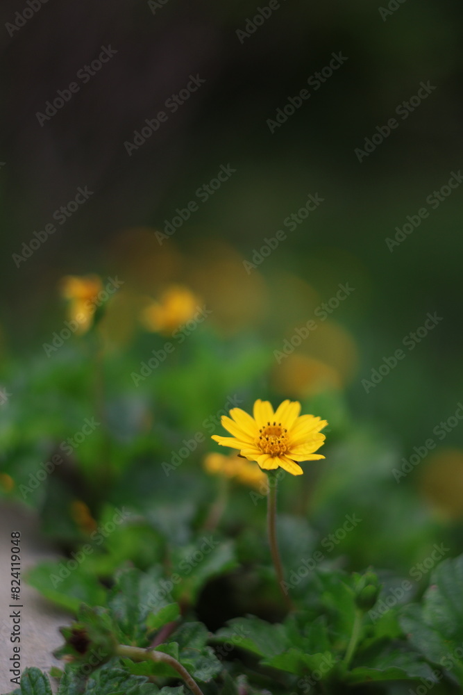 Una flor amarilla de cerca en un campo de flores amarillas Una flor amarilla de cerca en un campo de flores amarillas