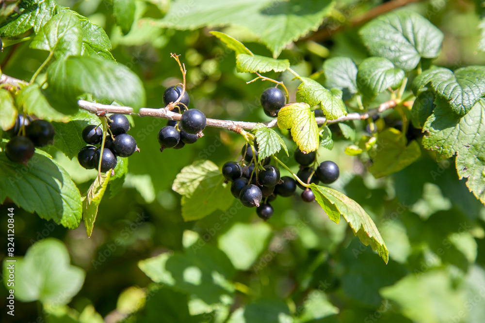 Black currant berries growing on a bush. Black currant berries growing on a bush.