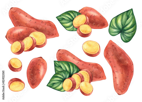 Watercolor babat sweet potato yam photo