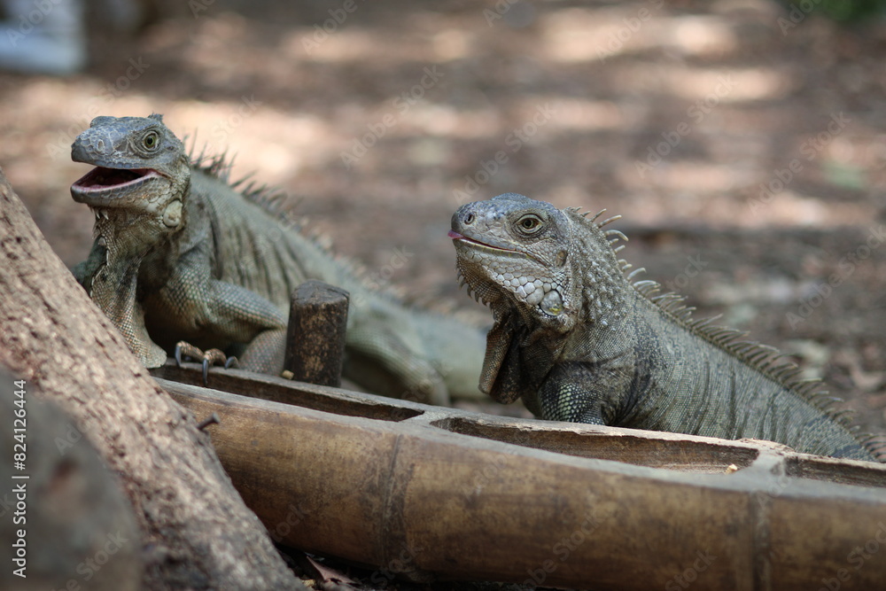 Dos iguanas verdes de cerca comiendo de un comedero Dos iguanas verdes de cerca comiendo de un comedero