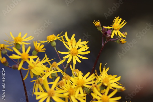 Golden ragwort blooming in springtime
