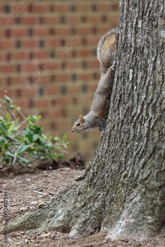 A squirrel climbing down a tree