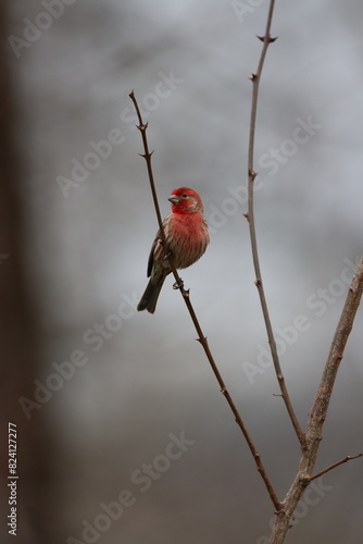 A male house finch sitting on a branch