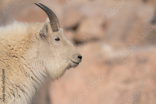 Rocky Mountain goat, Mount Evans Wilderness Area, Colorado photo