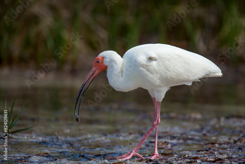 USA, Florida, Tampa, Fort DeSoto. White ibis bird feeding in wetland. photo