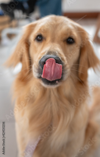 Cute labrador retriever language 