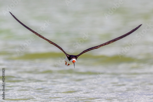 Black skimmer in flight along a beach. photo