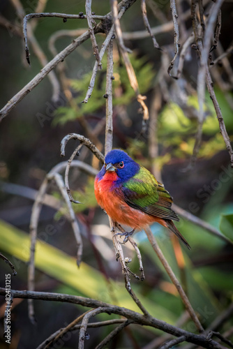 A beautiful male painted bunting. photo