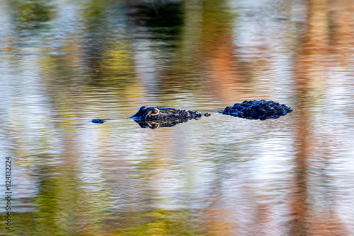 An American alligator prowls open water at a bird rookery. photo