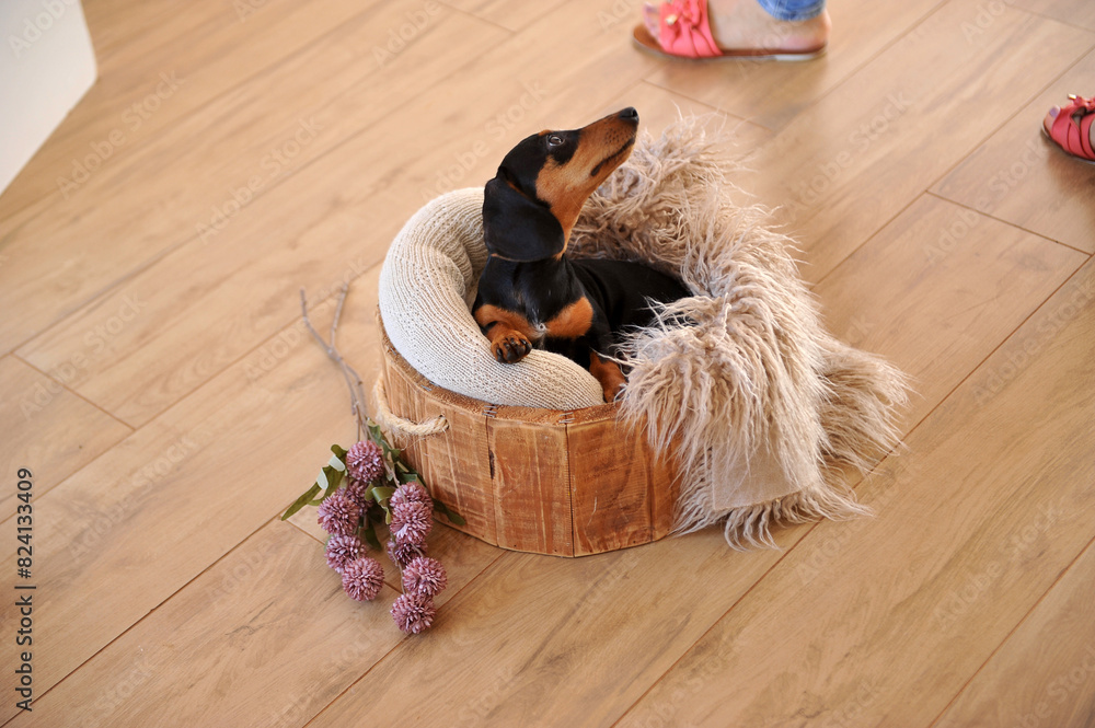 cachorro filhote de duchshund fofo em sessão no balde de madeira rústico cachorro filhote de duchshund fofo em sessão no balde de madeira rústico
