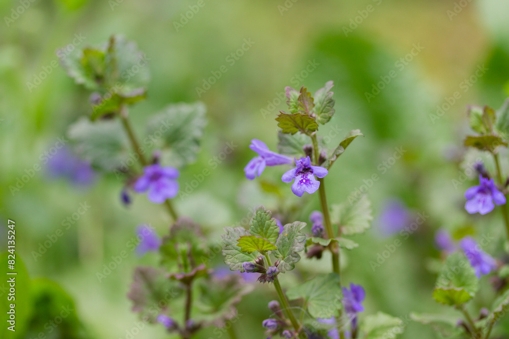 Ground ivy or Glechoma hederacea. Small purple flowers close up. Ground ivy or Glechoma hederacea. Small purple flowers close up.