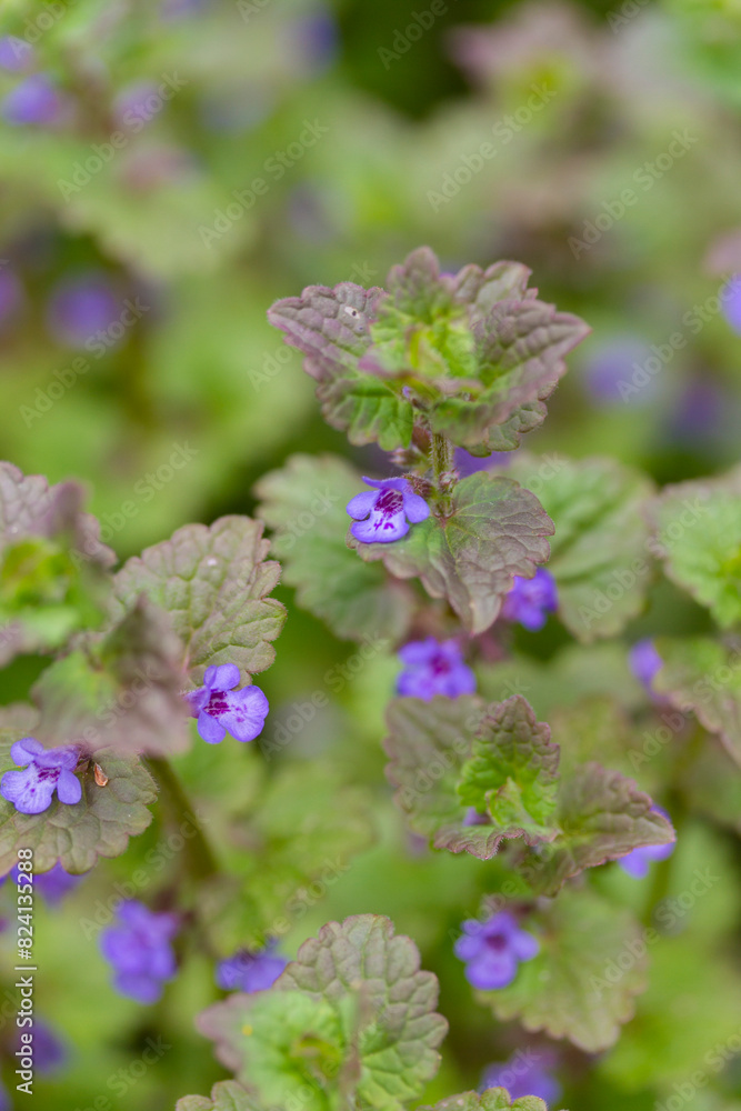 Ground ivy or Glechoma hederacea. Small purple flowers close up. 
