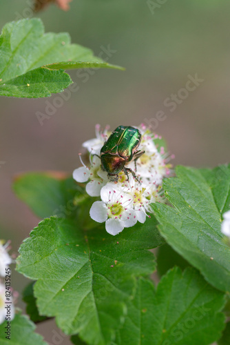 Rose chafer beetle or Cetonia aurata on blooming hawthorn flower. Green beetle close up.