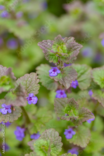 Ground ivy or Glechoma hederacea. Small purple flowers close up. 