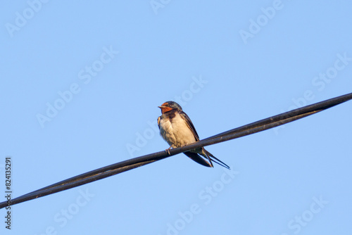 Barn swallow or Hirundo rustica on wires