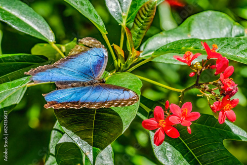 Blue morpho butterfly, Fairchild Tropical Botanic Garden, Coral Gables, Florida. Also known as Emperor butterfly photo