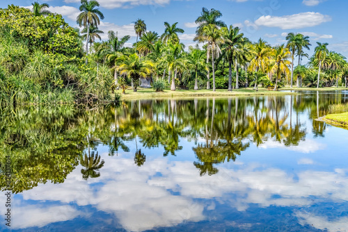Palm trees, Fairchild Tropical Botanic Garden, Coral Gables, Florida. photo