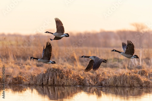 Canada Geese (Branta canadensis) taking off from wetland at sunrise, Marion County, Illinois. photo