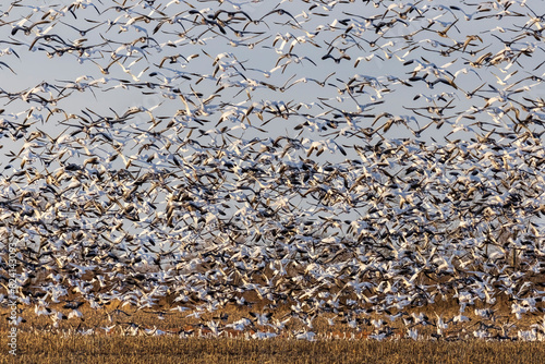 Snow Geese (Anser caerulescens) taking off from field, Marion County, Illinois. photo