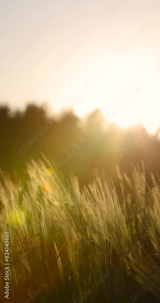 a new wheat harvest at sunset, the first spikelets of wheat are illuminated by sunlight at sunset a new wheat harvest at sunset, the first spikelets of wheat are illuminated by sunlight at sunset
