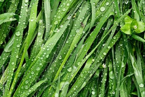 Green, spring grass covered with large raindrops. Green grass in close-up. Beautiful backgrounds.