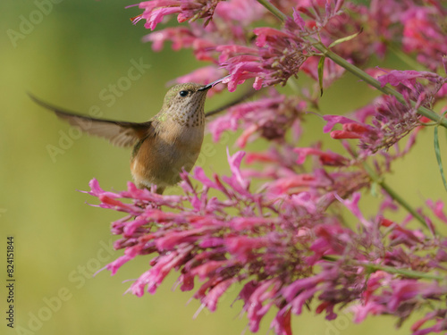 Adult female Calliope hummingbird filling up before fall migration. East Mountain native plant garden, New Mexico photo