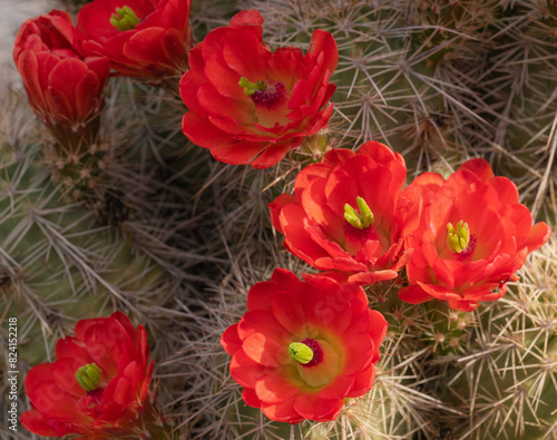 Claret cup cactus, Embudito Canyon Trail, New Mexico photo