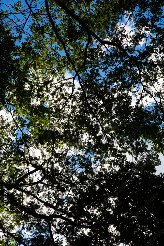 Fototapeta premium árvore vista de baixo com céu azul 