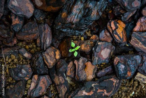 Planta crescendo em meio ao chão cheio de madeira