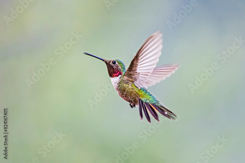 USA, Texas, Jeff Davis County. Davis Mountains, broad-tailed hummingbird flying. photo