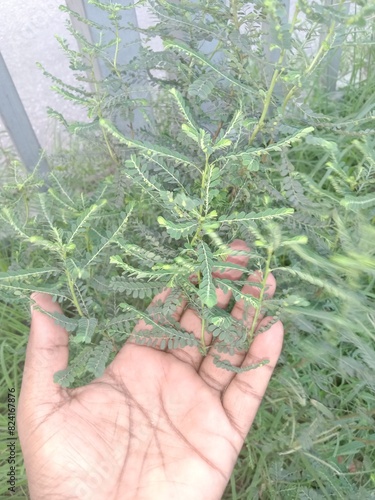 Phyllanthus debilis plant on jungle photo