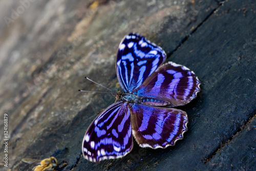USA, Texas, Hidalgo County. National Butterfly Center, Mexican bluewing butterfly photo