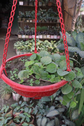 Pilea nummulariifolia plant on hanging pot on nursery photo