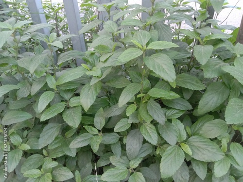 Pogostemon benghalensis plant on jungle photo