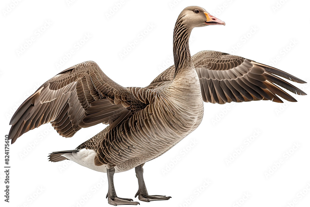 Goose points wing to side standing isolated on white background Goose points wing to side standing isolated on white background