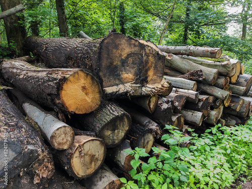 Cut Logs Stacked in Forest Clearing photo