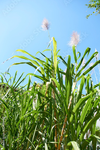 Sugar cane plant, flowering, Saccharum officinarum, a species widely cultivated for sugar production. photo