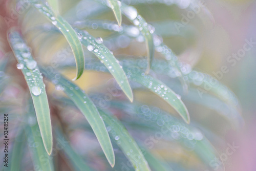 USA, Washington State. Close-up of raindrops on euphorbia leaves.