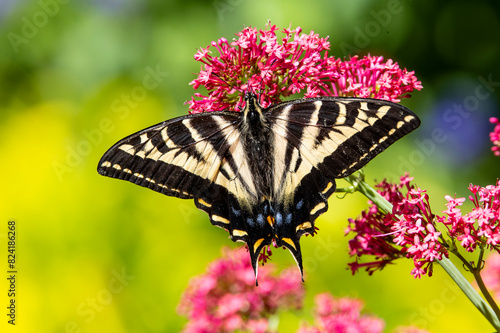 USA, Washington State, Sammamish. Western tiger swallowtail butterfly on flowers photo