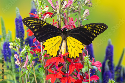 USA, Washington State, Sammamish. Birdwing butterfly on flowers photo