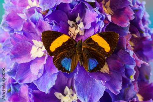USA, Washington State, Sammamish. Tropical butterfly on delphinium flowers photo