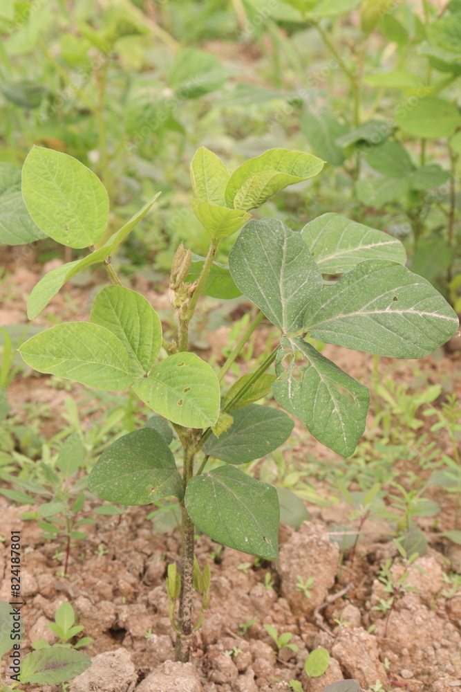 Soybean plant on farm for harvest Soybean plant on farm for harvest