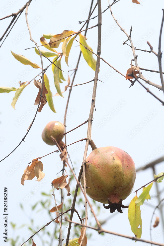 Pomegranate on plant in farm for harvest Pomegranate on plant in farm for harvest